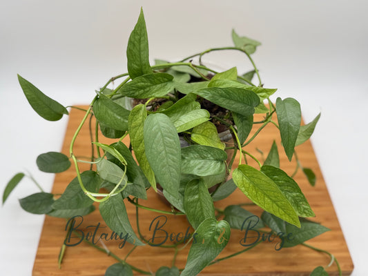 Epipremnum pinnatum Cebu Blue