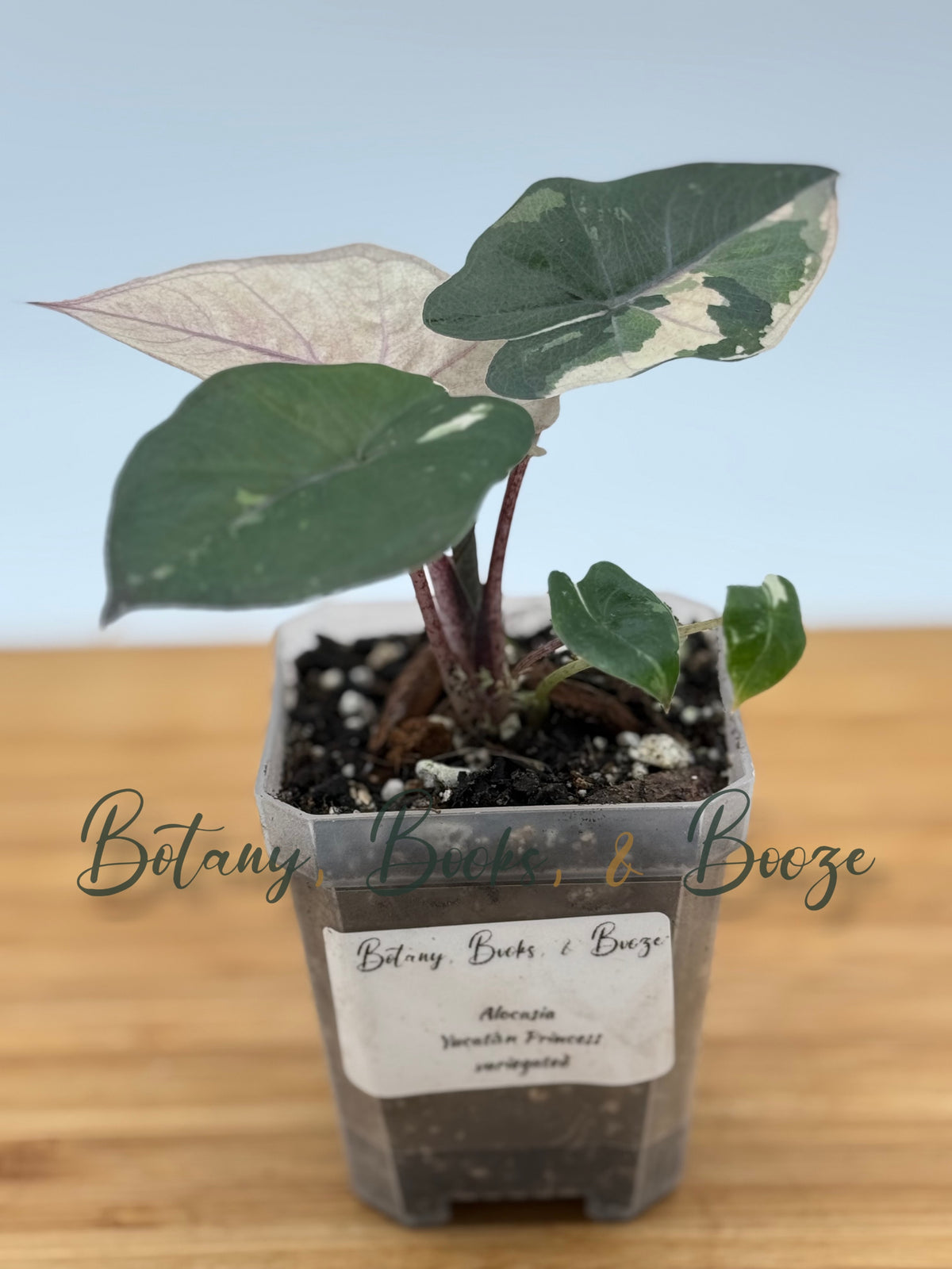 Alocasia Yucatán Princess Variegated Aurea