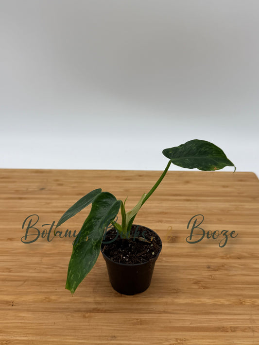 Philodendron Golden Dragon