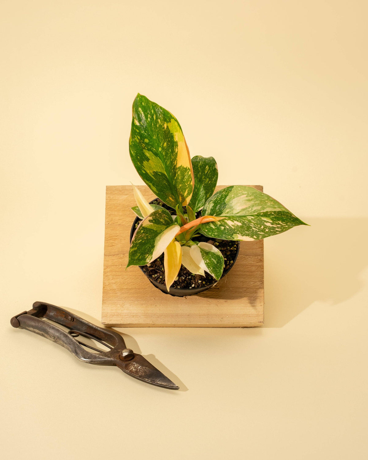 Philodendron Green Congo 'Copper Flame' Variegated