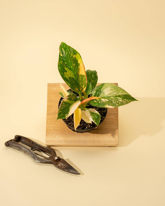 Philodendron Green Congo 'Copper Flame' Variegated