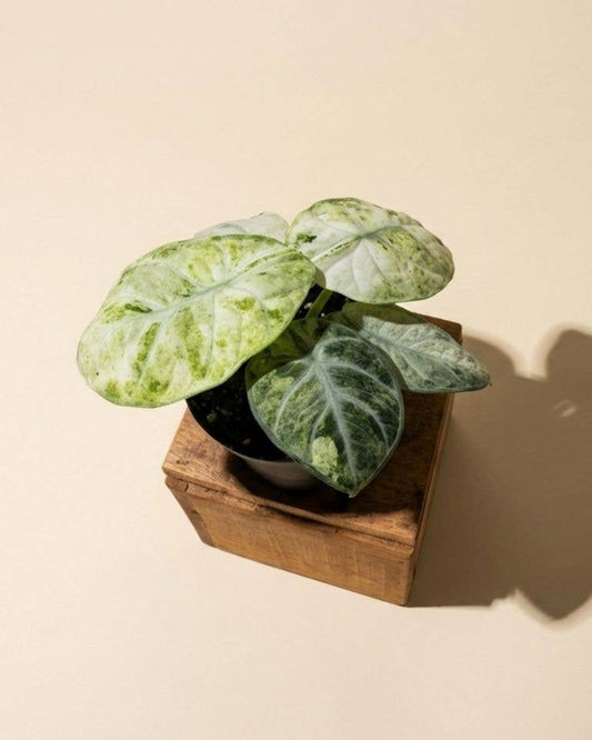 Alocasia Ninja 'Tricolor'