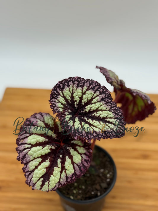 Begonia Rex Cultivars