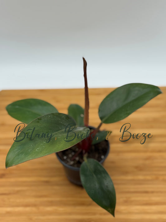 Philodendron Imperial Red