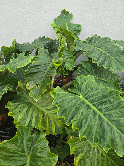 Alocasia Low Rider