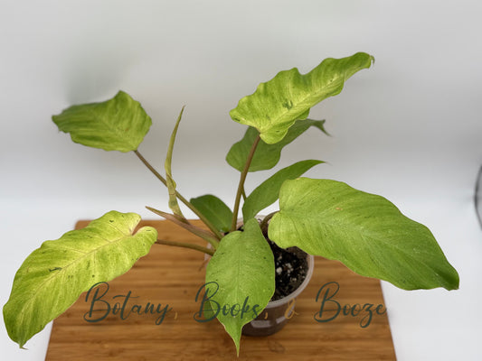 Philodendron Snow Drift