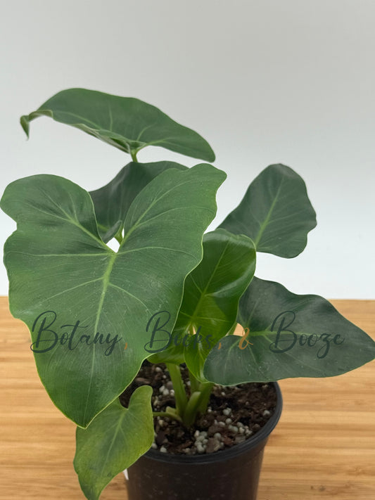 Philodendron williamsii