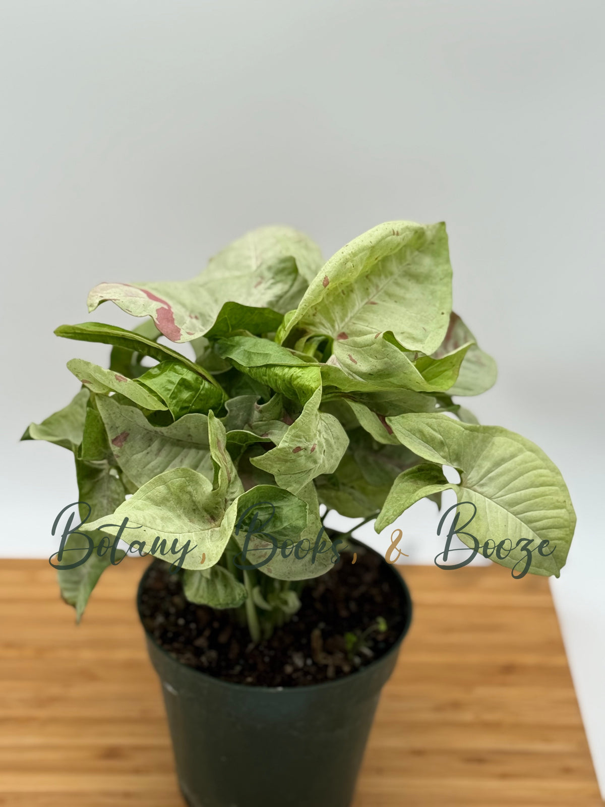 Syngonium Confetti
