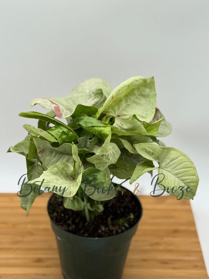 Syngonium Confetti