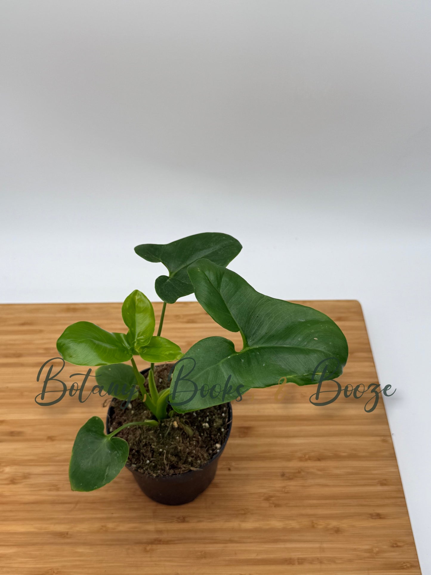 Philodendron goeldii Fun Bun