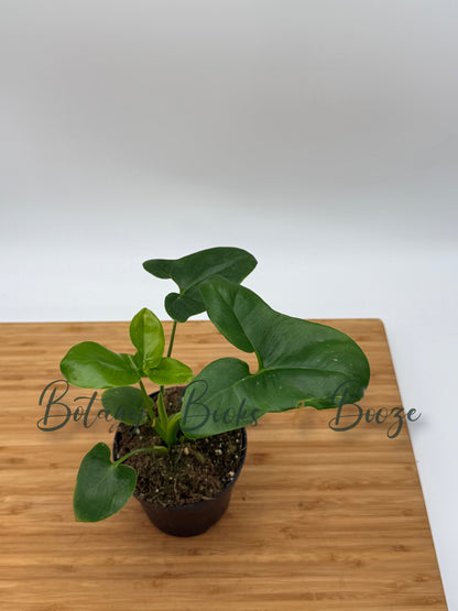 Philodendron goeldii Fun Bun