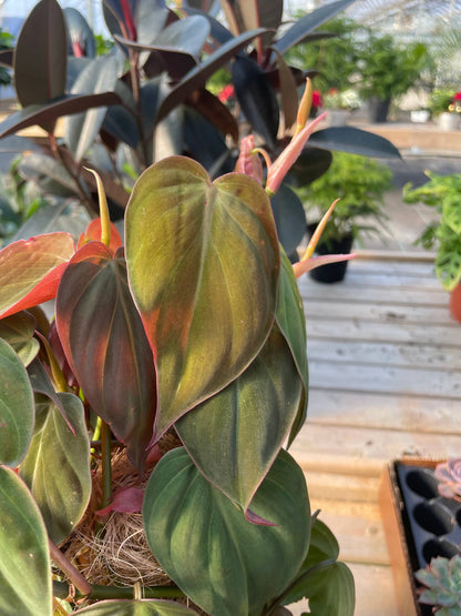 Philodendron Micans