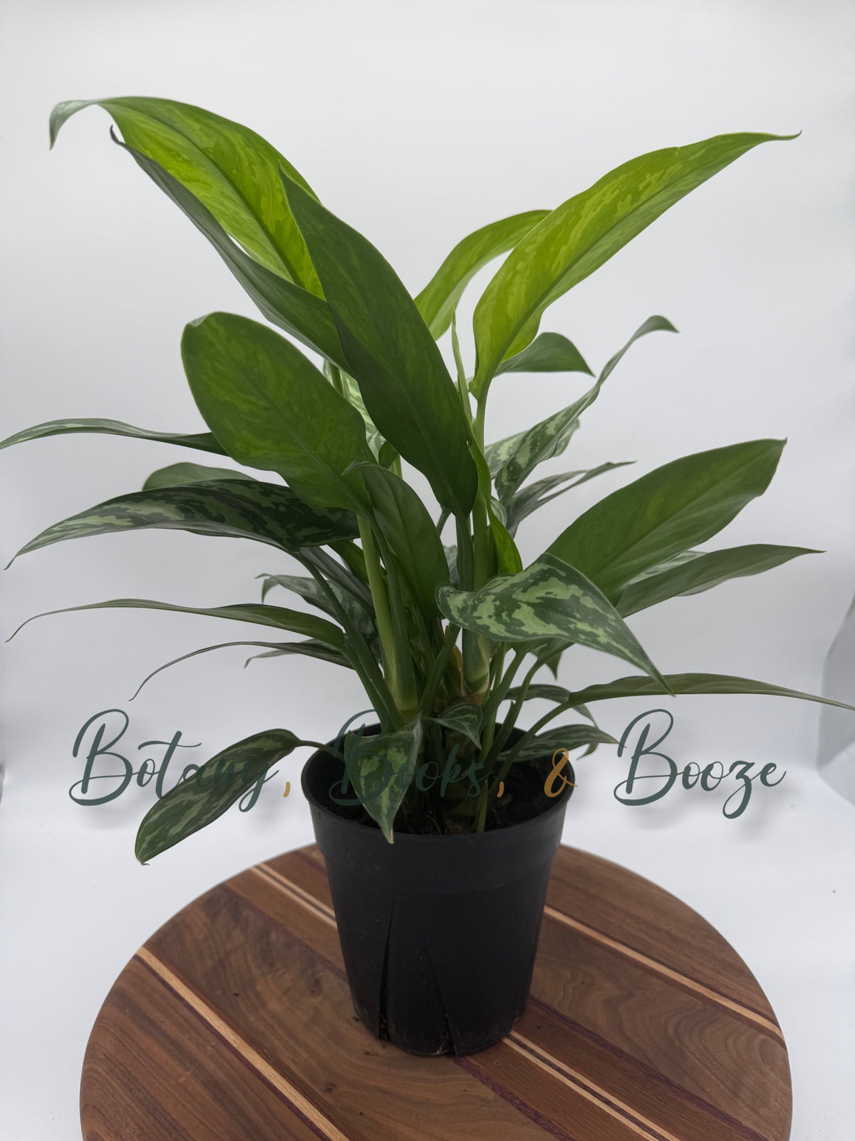 Aglaonema Tigress