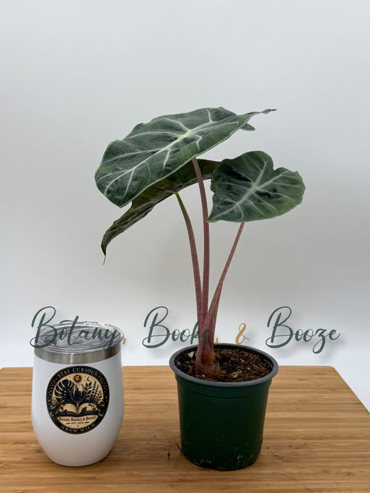 Alocasia Pink Princess