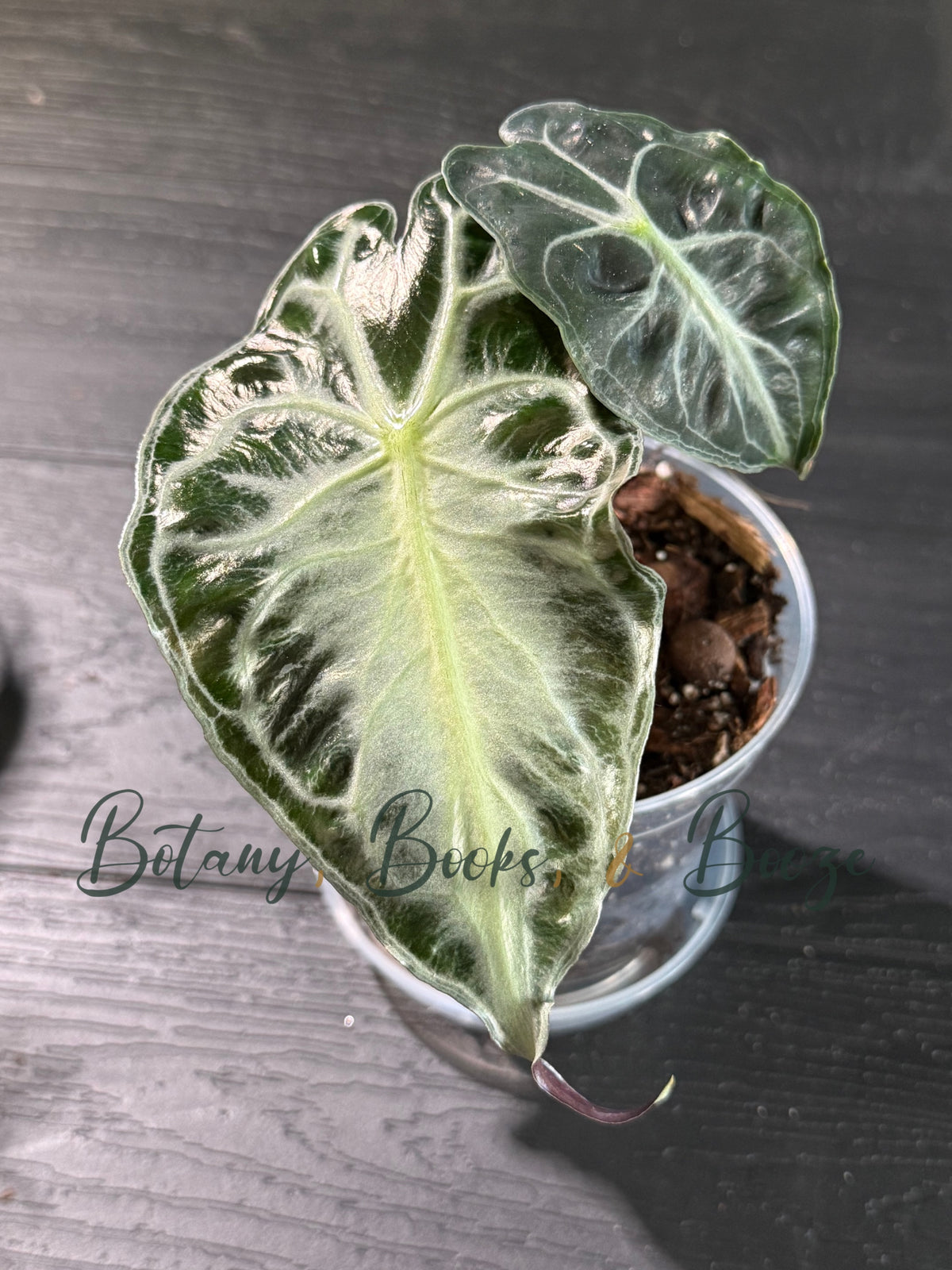 Alocasia Venom