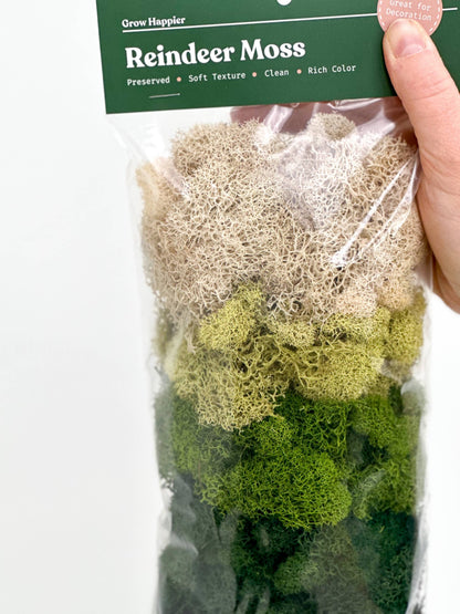 Terrarium Moss - Preserved Dried Reindeer Moss 90g Bag