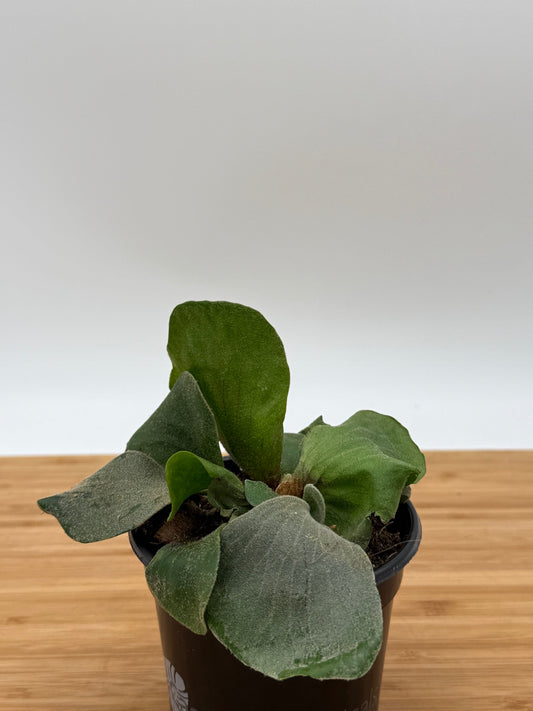 Platycerium elephantotis - Angola Staghorn Fern