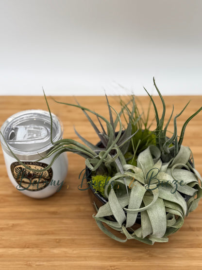 Large Fully Assembled Air Plant Bowl Garden
