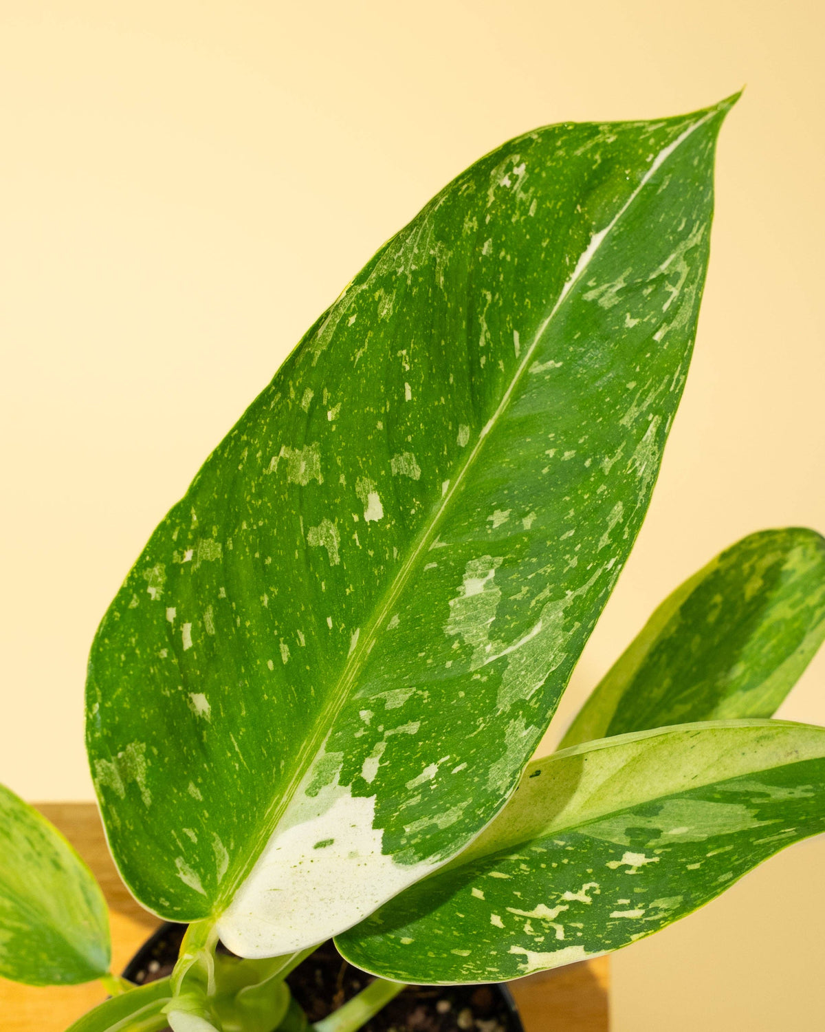 Philodendron José Buono Fiesta