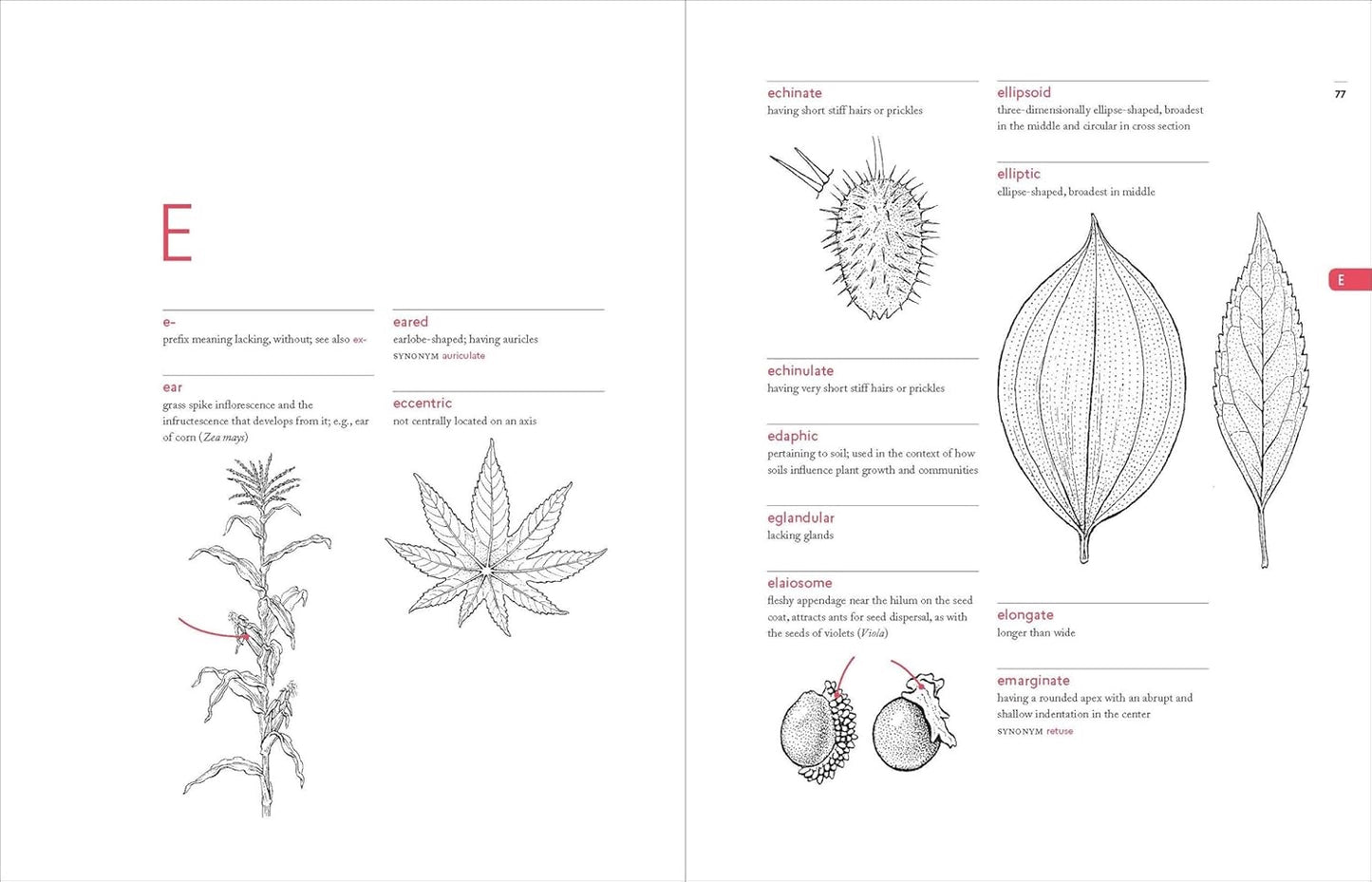 A Botanist's Vocabulary