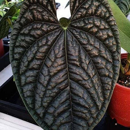 Anthurium luxurians