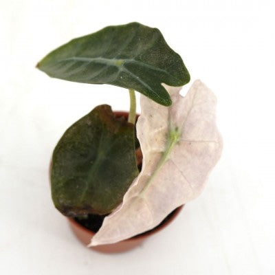 Alocasia amazonica Variegata