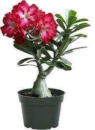 Adenium obesum - Desert Rose