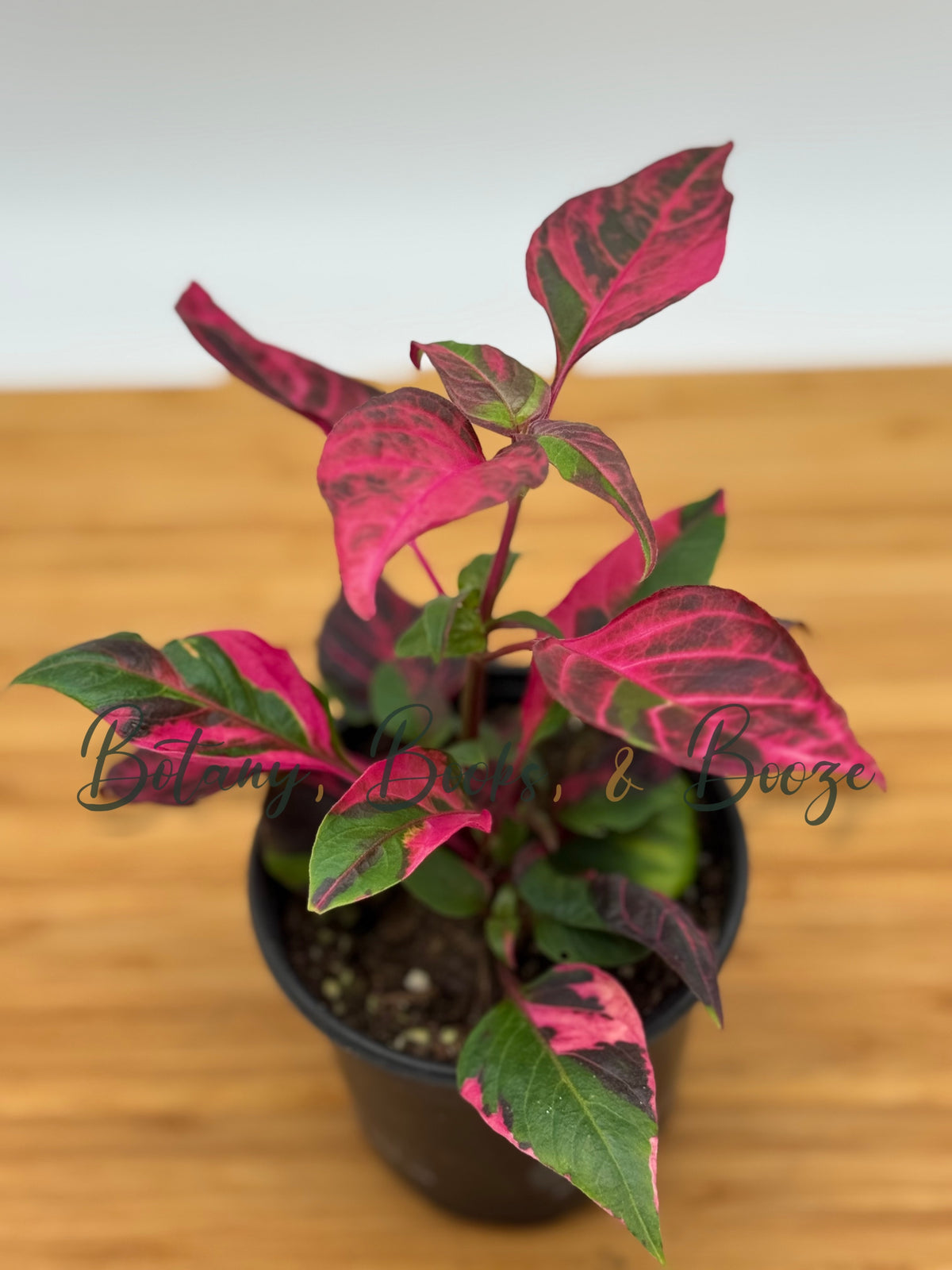 Alternanthera ficoidea Party Time