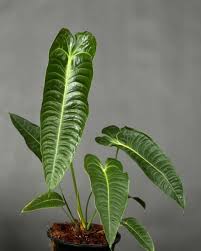 Anthurium Veitchii King