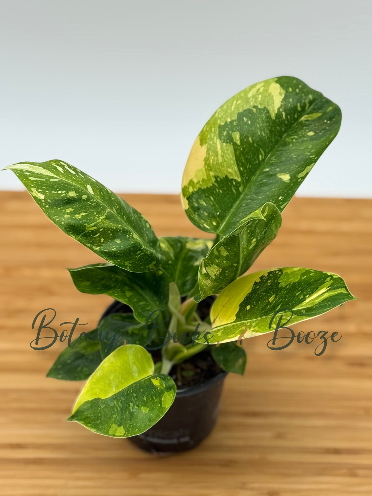 Philodendron Congo Green Marble Variegated