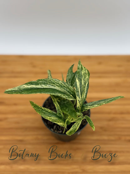 Amydrium zippelianum variegated