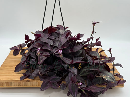 Tradescantia zebrina 'Red'