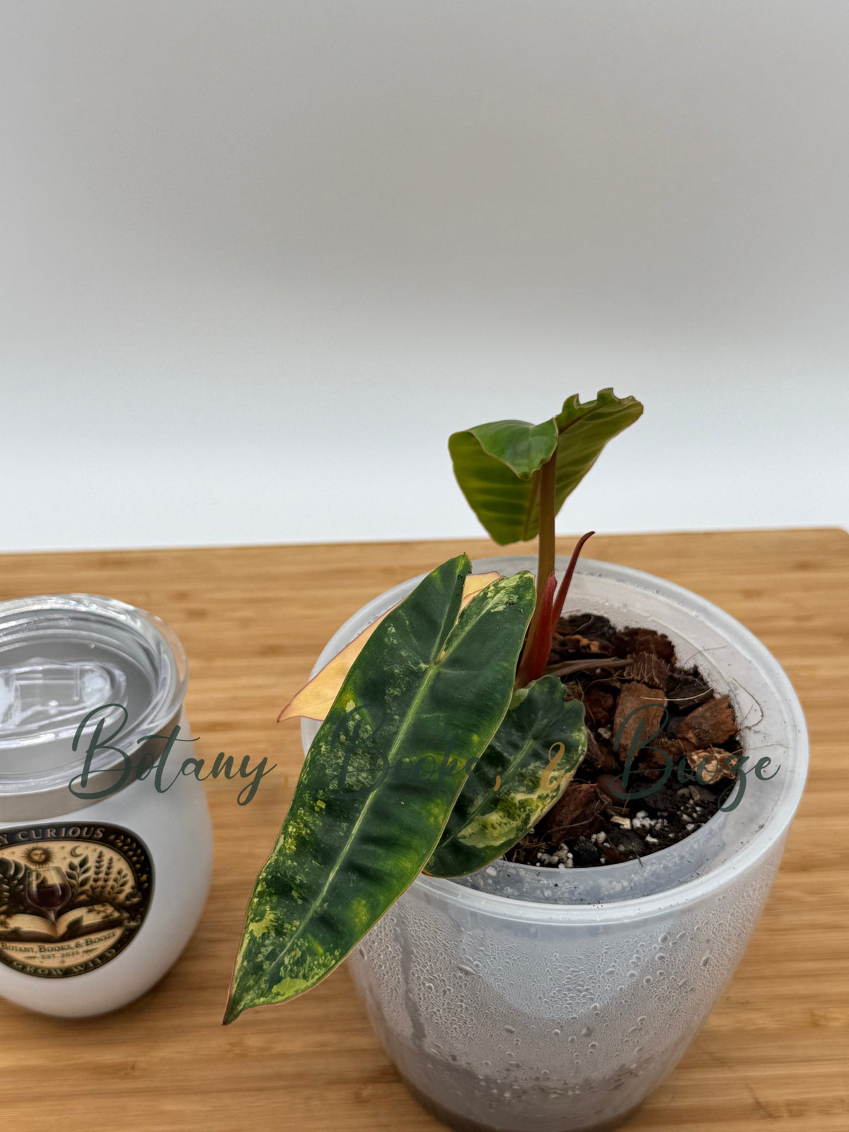 Philodendron billietiae 'Variegata'