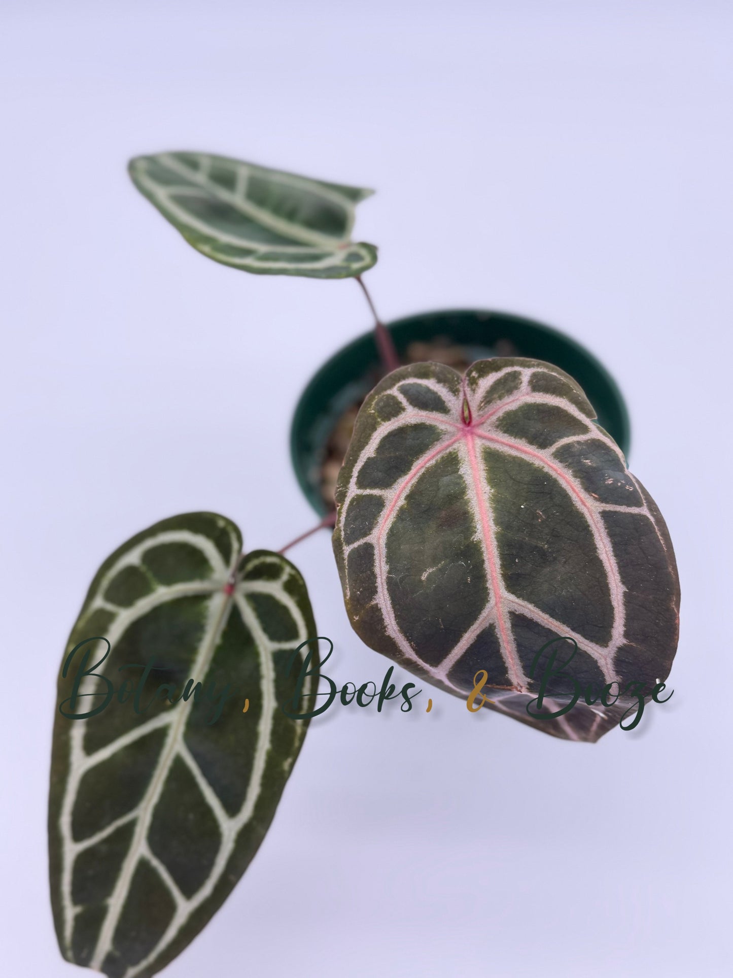 Anthurium Memoria Tim Anderson