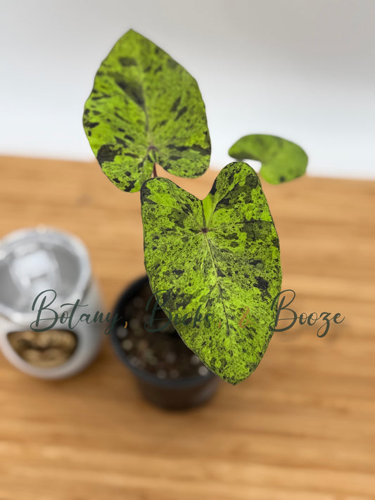 Colocasia esc. Mojito