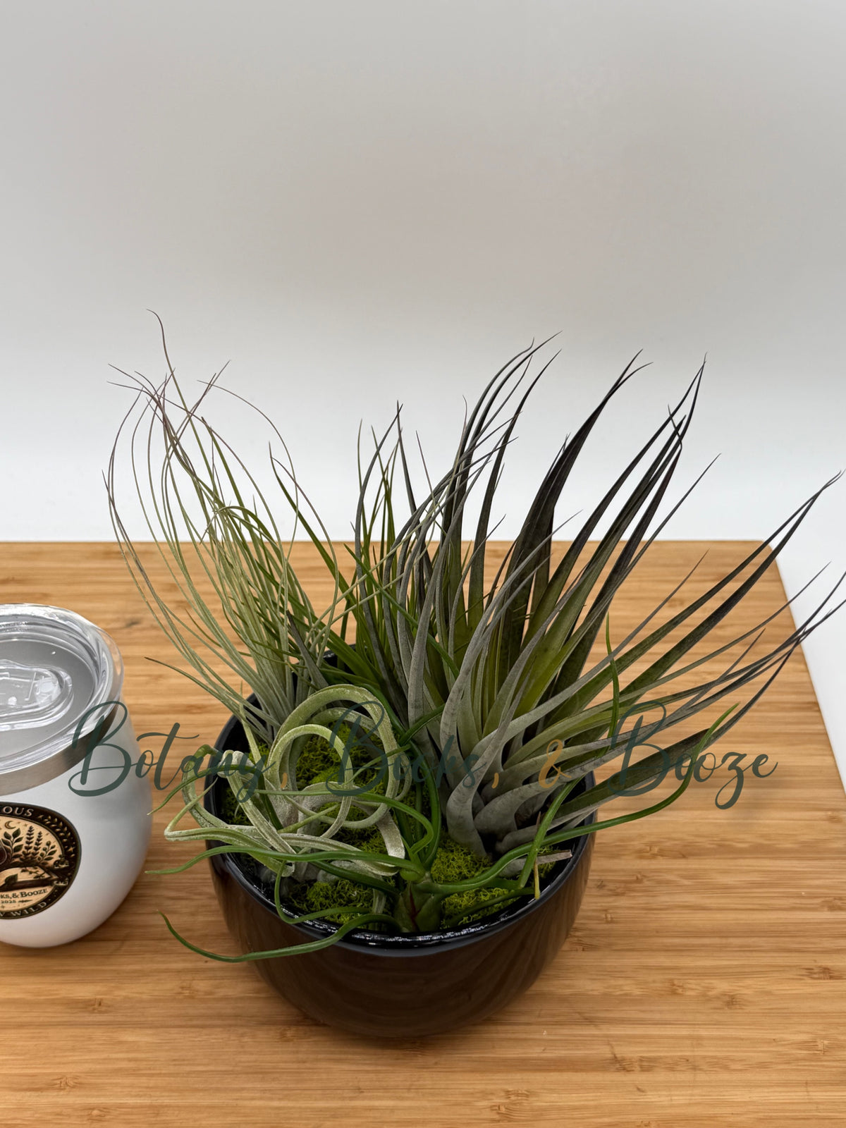 Large Fully Assembled Air Plant Bowl Garden