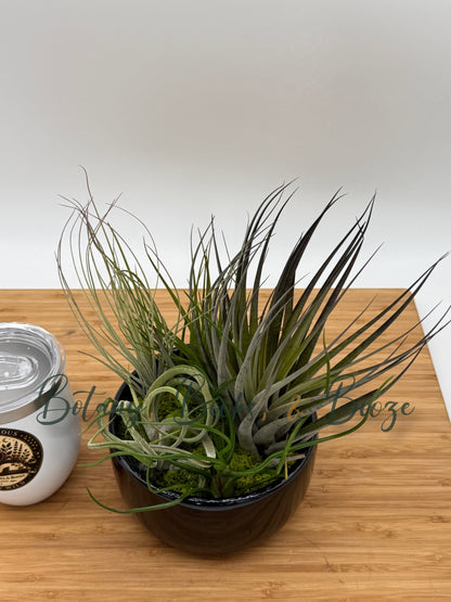 Large Fully Assembled Air Plant Bowl Garden
