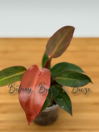 Philodendron Red Moon