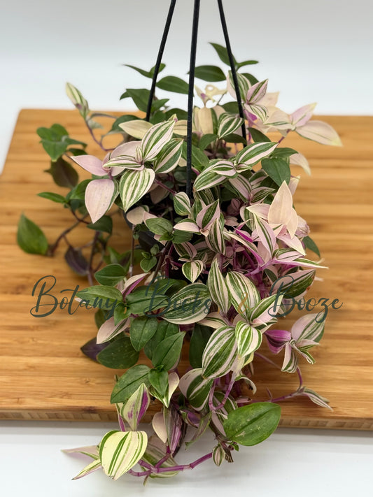 Tradescantia tricolor Pink Princess