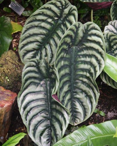 Alocasia Cuprea
