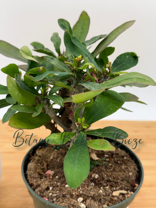 Eurphorbia milli - Crown of Thorns