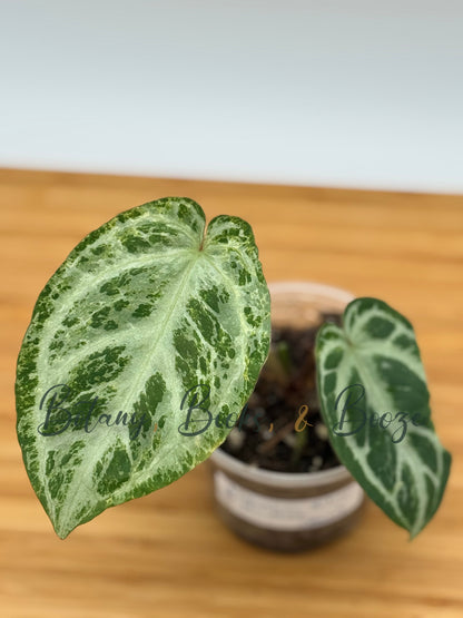 Anthurium Silver Blush Mint