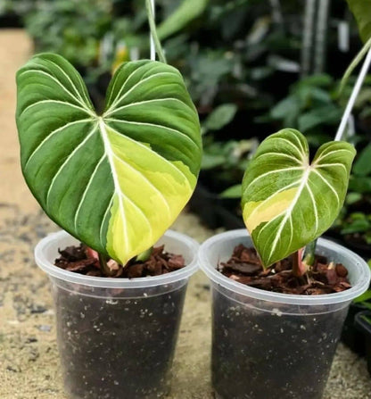 Philodendron gloriosum variegated