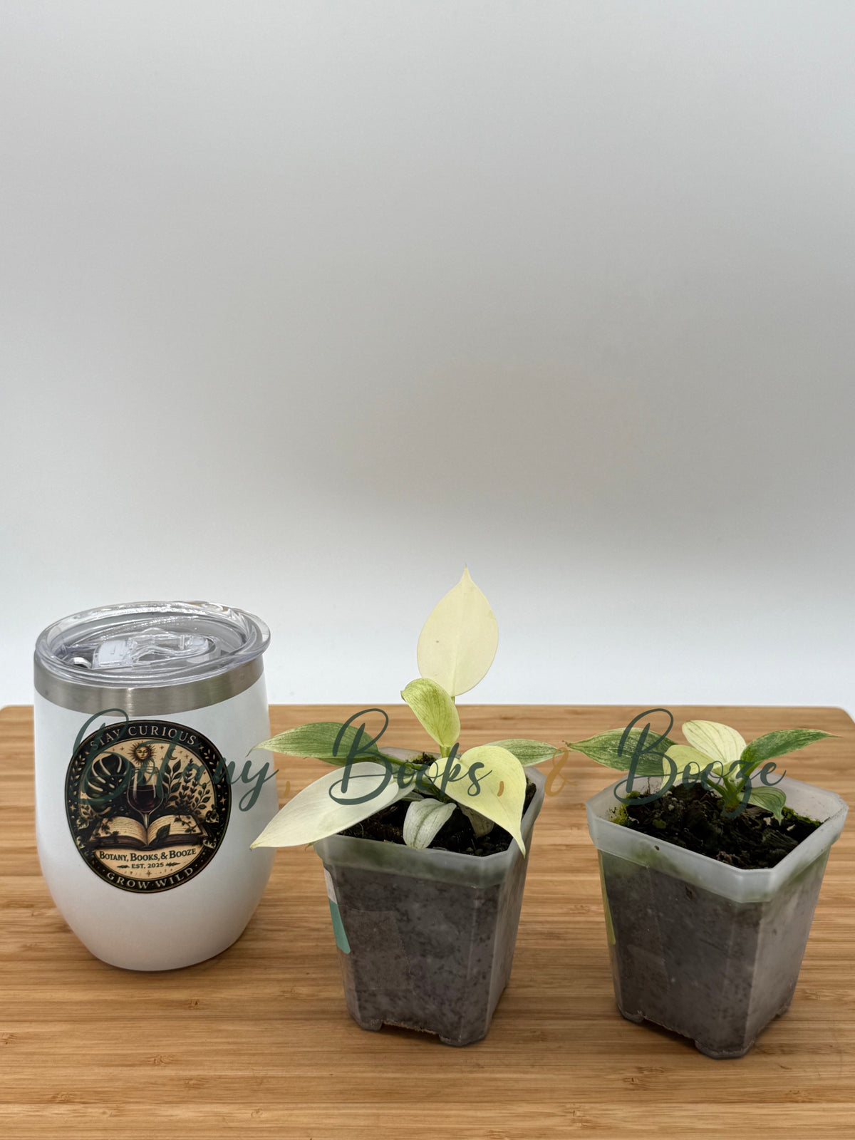 Philodendron Florida Ghost Mint