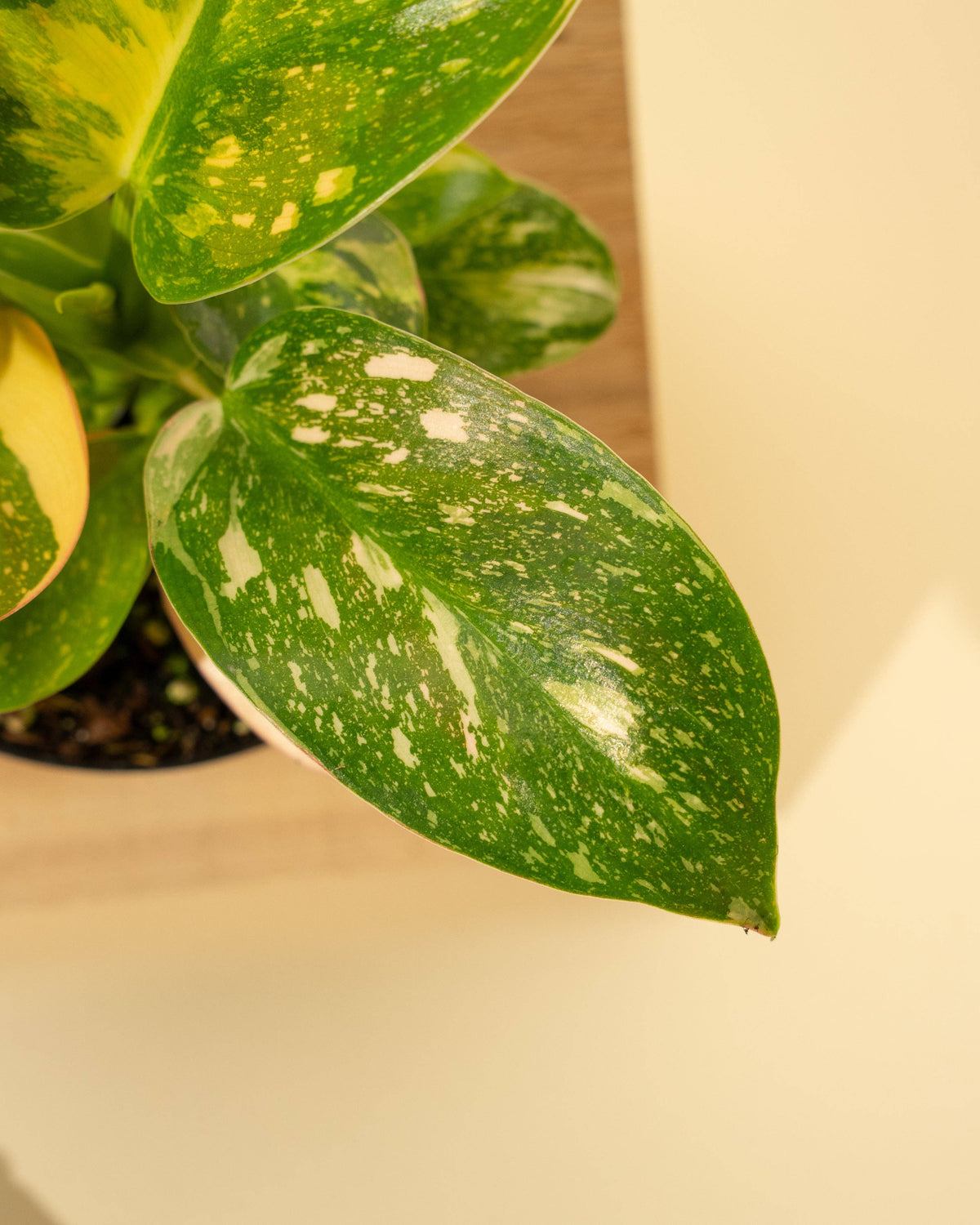 Philodendron Green Congo 'Copper Flame' Variegated
