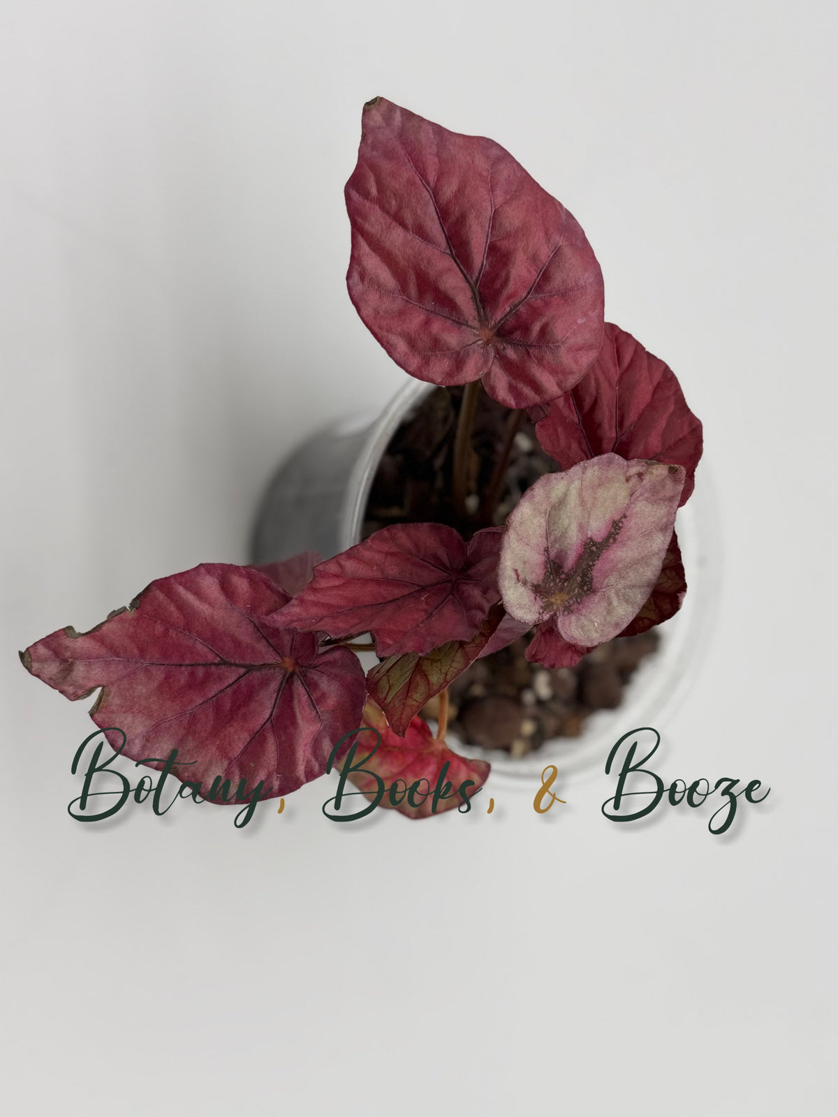Begonia Inca Flame