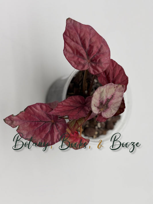 Begonia Inca Flame