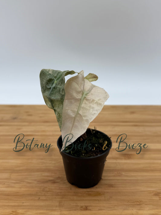 Alocasia amazonica Pink Mint