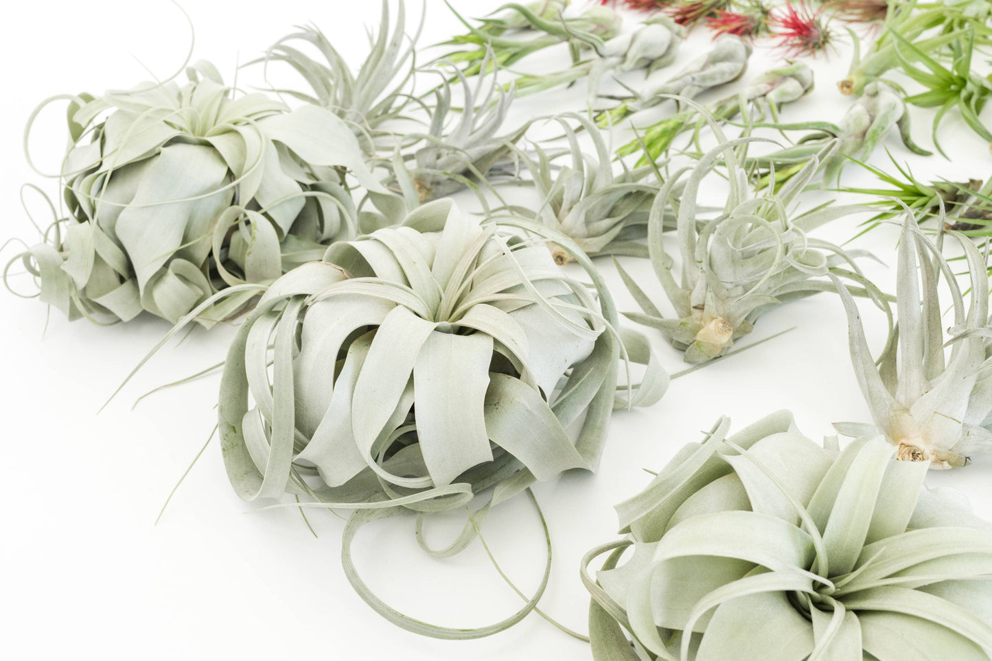 The Best Seller Tillandsia Air Plant Pack - 48 Plants