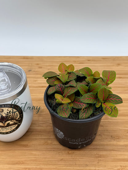 Fittonia albivenis 'Skeleton'